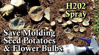 Save Potatoes, Bulbs, and Rhizomes that Show Signs of Mold & Fungus with a Hydrogen Peroxide Spray