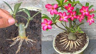 The idea of ​​creating a flower pot Adenium bonsai with beautiful roots