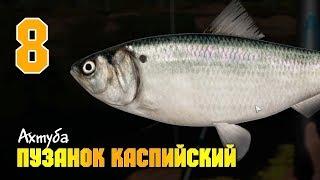 Русская Рыбалка 4 - Пузанок Каспийский. Где и как ловить пузанка каспийского на Ахтубе?