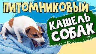 Питомниковый кашель у собак: как это выглядит. Симптомы и профилактика