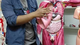 LUNGS ANATOMY | INFECTIONS | TREATMENT | ANIMATION
