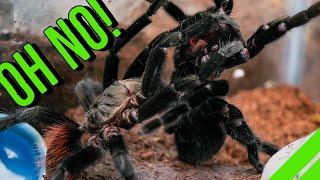 INTENSE Tarantula Breeding GONE WRONG!