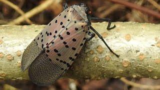 Swarm of SPOTTED LANTERNFLY in Delaware Water Gap National Recreation Area, NJ