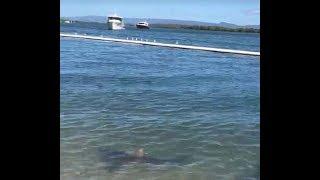 Mum films huge bull shark circling public swimming enclosure