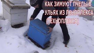 КАК ЗИМУЮТ ПЧЕЛЫ В УЛЬЯХ ИЗ ППС И УЛЬЯХ ИЗ ПЕНОПЛЕКСА (ТЕХНОПЛЕКСА)