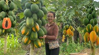 Harvesting papaya fruit gardens to sell at the market, garden & cook