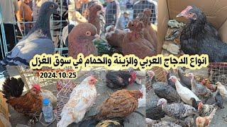 انواع الدجاج العربي الأصلي والحمام مطيار و الزينة في سوق الغزل يوم الجمعة 2024.10.25