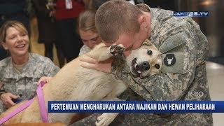 VIRAL!!! Moment Mengharukan Seekor Anjing Bertemu Majikannya