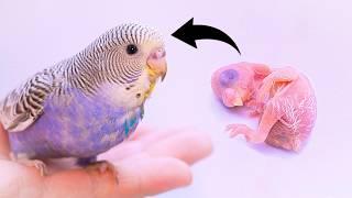 100 days of Hand Feeding Baby Budgie