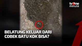 Viral Cobek Batu Keluar Banyak Belatung, Ternyata Ini Penyebabnya | tvOne Minute