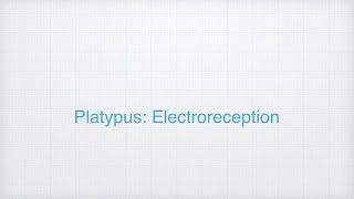 Ep 3: Electroreception