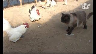 Cat Is An Overprotective Mom To Her Chickens | Kritter Klub