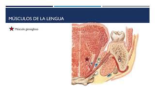 Lengua.