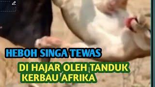 "Heboh! Singa Tewas Dihajar Tanduk Kerbau Afrika