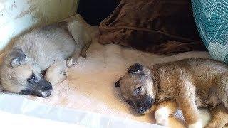 Почему погибли щенки? Наша боль. Why did the puppies die? Our pain.