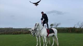 Jonathan Marshall shows us why he is the world's best show falconer.