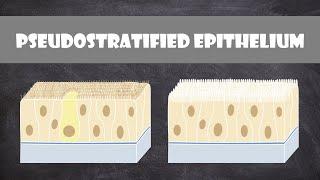 Pseudostratified Columnar Epithelium | Anatomy