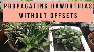 The Secret to Propagating Haworthia Succulents Fast,  No Offsets Needed! // Angels Grove Co