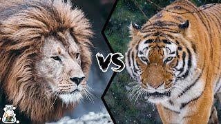 BARBARY LION VS SIBERIAN TIGER - Who Would Win?