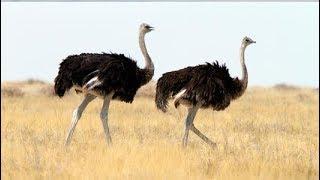 National Geographic Documentary Wild - THE BIGGEST BIRD ALIVE Its Ostrich - BBC Documentary History