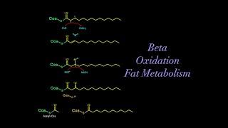 Beta Oxidation and Fatty Acid Metabolism (EVERYTHING YOU NEED TO KNOW FOR BIOCHEMISTRY MCAT)