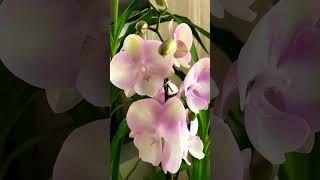 Gentle and beautiful Phal Venetian Carnival big lip  придбаний в Епіцентрі #orchid #ukraine