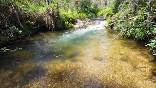 Tiger Snake, Red Bellied Black Snake, Glorious Mountain Trout Streams And More