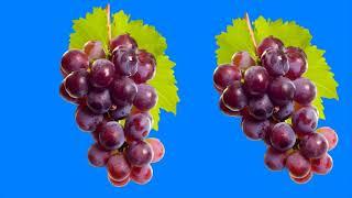 Motion grapes green screen/green screen animation grapes fruit Background