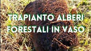 Trapianto alberi forestali in vaso