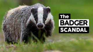 The Badger Scandal  |  Save the Badger | Stop the Cull