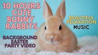 Unbelievable 10 Hour Video of Adorable Bunnies - REDUCE Stress Instantly! Perfect for Easter Party!