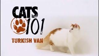 Турецкий ван 101Kote.ru Turkish van 101Cats