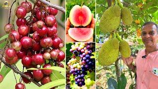 പൂവും കായും ഉള്ള വലിയ ചെടികൾ ! വീട്ടിൽ വന്ന് Fruits Garden തന്നെ ഉണ്ടാക്കി തരും !! #gardening