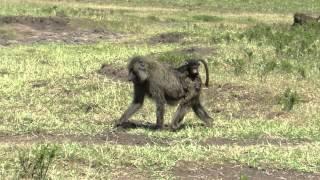 Olive Baboons, Masai Mara, Kenya