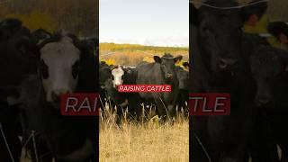 The Life Lessons of Raising Cattle