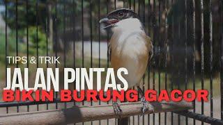 JALAN PINTAS BIKIN BURUNG CEPAT GACOR!!!