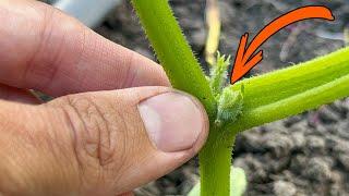 I always do this with Cucumbers and then I harvest buckets from one bush! Cucumber shaping.