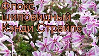 Флокс шиловидный Кэнди Страйпс (phlox subulata)  обзор: как сажать, рассада флокса Кэнди Страйпс