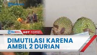 Bocah SD yang Jasadnya Dimutilasi Ternyata Dibunuh karena Ambil 2 Durian, Tubuh Dibuang Terpisah