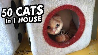 50 Cats in 1 House - Neko Cat Cafe in Indonesia