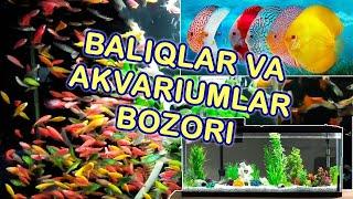 Baliq va akvarium bozori | Рынок рыб и аквариумов | Fish and aquarium market | Toshkent sity