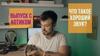 Что такое хороший звук? Рассуждаю о звуке со своим котом 