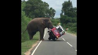 Elephant Tips Over Tuk Tuk in Search of Food || ViralHog