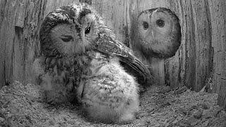 Tawny Owl Dad Meets his Foster Chicks for the First Time  | Luna & Bomber | Robert E Fuller