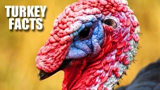 Turkey Facts: FACTS about TURKEYS (the bird) | Animal Fact Files