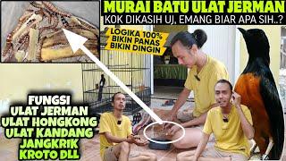 INI BIKIN MAK JLEB 100% || MURAI BATU KOK DIKASIH ULAT JERMAN, EMANG BIAR APA ASIH?