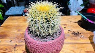 Altın Fıçı / Echinocactus Grusonii Yeni Saksısını Bakalım Beğenecek misiniz?