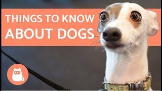 15 Things You Should Know About Dogs