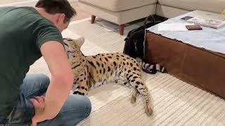 Chloe the Serval playing with her dad!