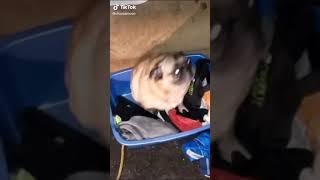 Video del perro gordo bailando